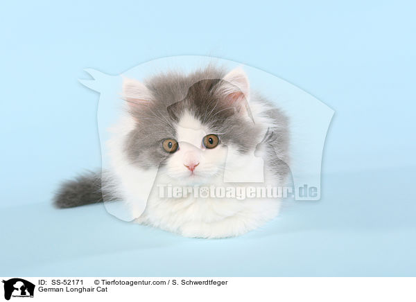 German Longhair Cat / SS-52171