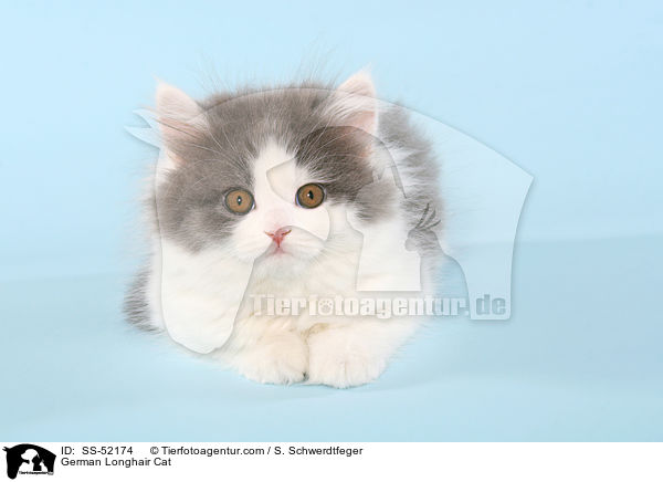 German Longhair Cat / SS-52174