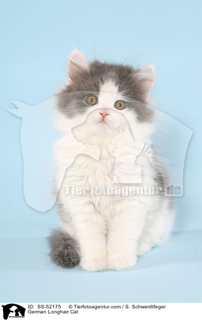 Deutsch Langhaar Ktzchen / German Longhair Cat / SS-52175