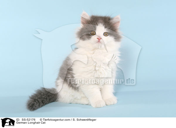 German Longhair Cat / SS-52176