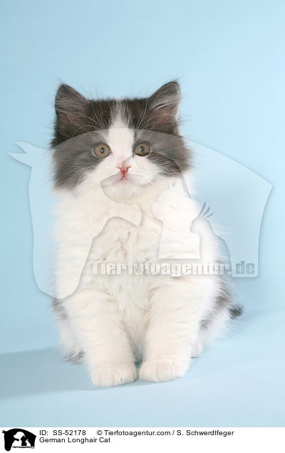 German Longhair Cat / SS-52178