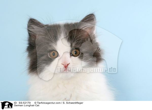 Deutsch Langhaar Ktzchen / German Longhair Cat / SS-52179