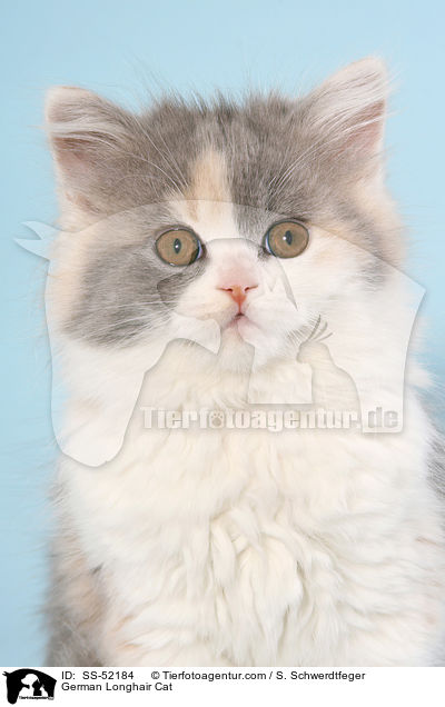 German Longhair Cat / SS-52184