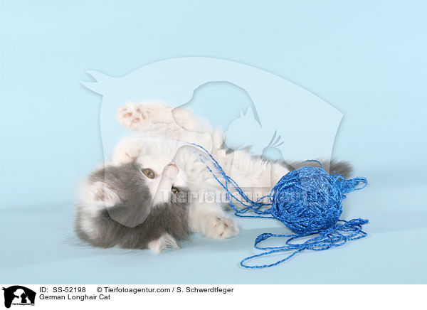 Deutsch Langhaar Ktzchen / German Longhair Cat / SS-52198