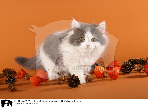 Deutsch Langhaar Ktzchen / German Longhair Cat / SS-52202