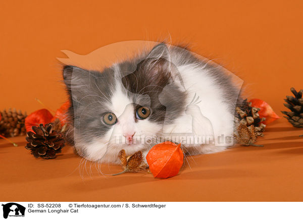 Deutsch Langhaar Ktzchen / German Longhair Cat / SS-52208