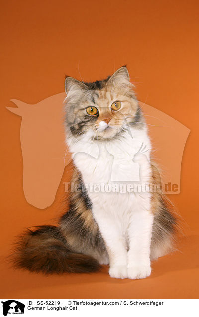 German Longhair Cat / SS-52219