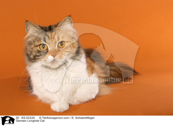 liegende Deutsch Langhaar / German Longhair Cat / SS-52220