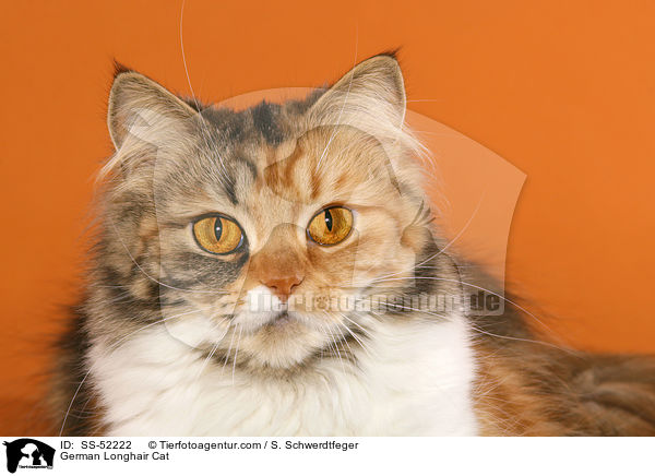 German Longhair Cat / SS-52222