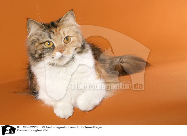 liegende Deutsch Langhaar / German Longhair Cat / SS-52223