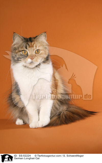 sitzende Deutsch Langhaar / German Longhair Cat / SS-52224