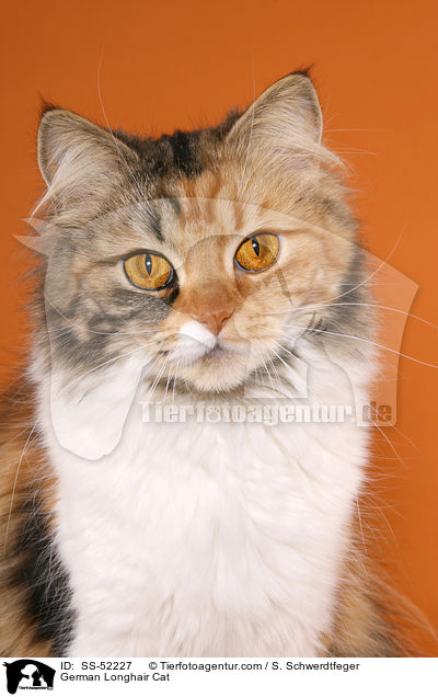 Deutsch Langhaar Portrait / German Longhair Cat / SS-52227