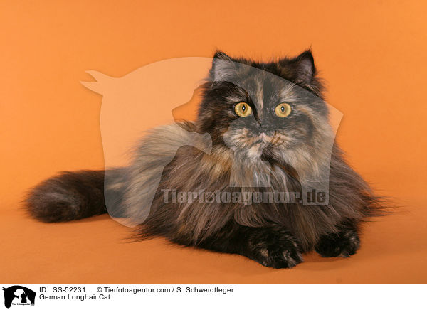 liegende Deutsch Langhaar / German Longhair Cat / SS-52231