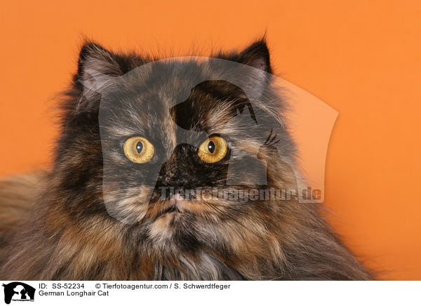 Deutsch Langhaar Portrait / German Longhair Cat / SS-52234