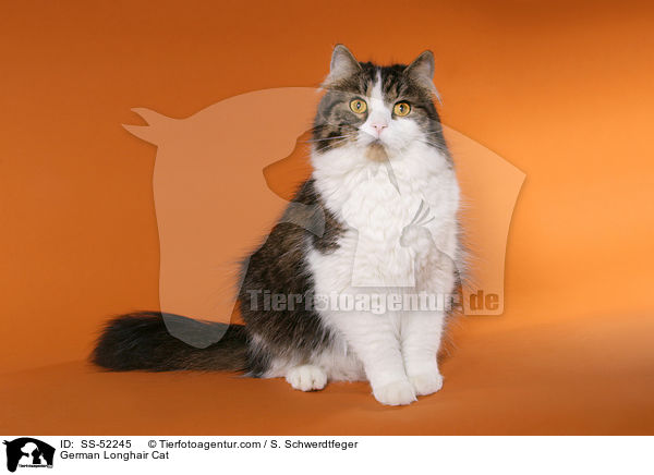 sitzende Deutsch Langhaar / German Longhair Cat / SS-52245