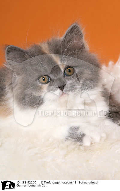 German Longhair Cat / SS-52260