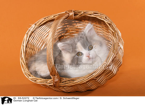 German Longhair Cat / SS-52272