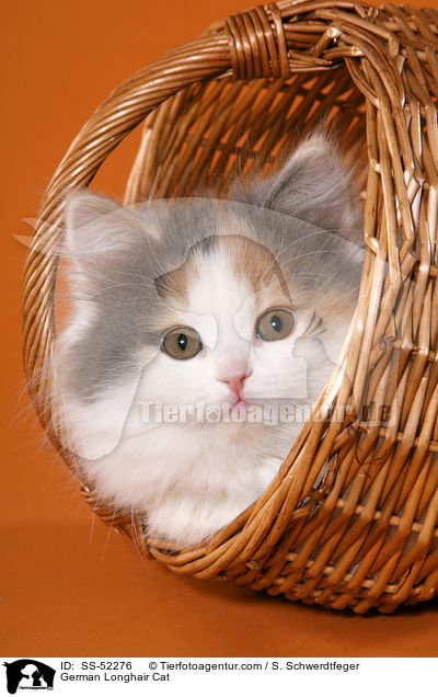 Deutsch Langhaar Ktzchen / German Longhair Cat / SS-52276