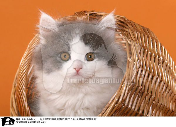 German Longhair Cat / SS-52279