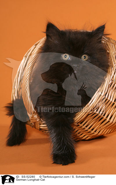 Deutsch Langhaar Ktzchen / German Longhair Cat / SS-52280