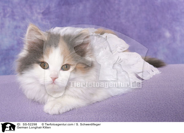 German Longhair Kitten / SS-52298