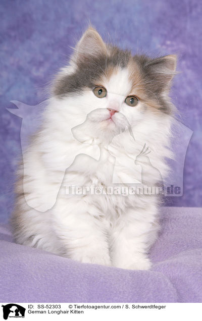 Deutsch Langhaar Ktzchen / German Longhair Kitten / SS-52303