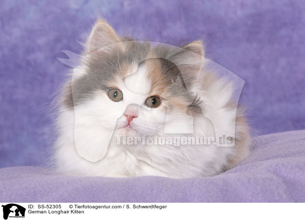 German Longhair Kitten / SS-52305