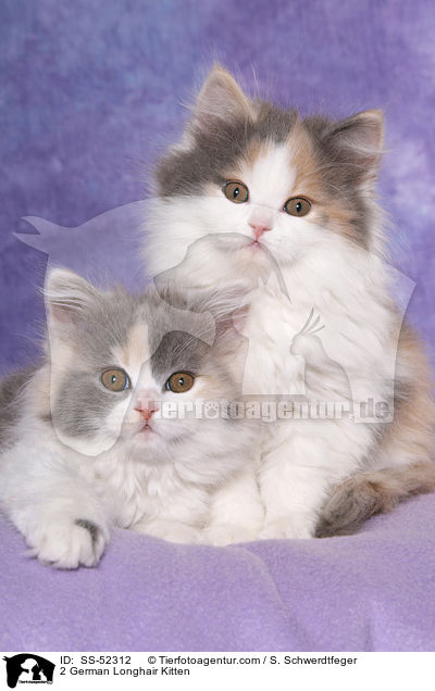 2 Deutsch Langhaar Ktzchen / 2 German Longhair Kitten / SS-52312