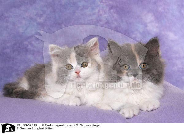 2 German Longhair Kitten / SS-52319