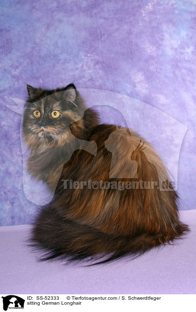 sitting German Longhair / SS-52333