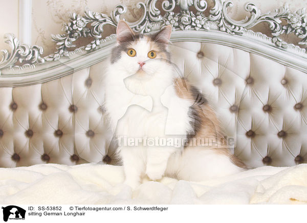 sitzende Deutsch Langhaar / sitting German Longhair / SS-53852