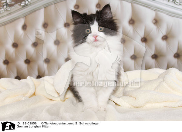 Deutsch Langhaar Ktzchen / German Longhair Kitten / SS-53859