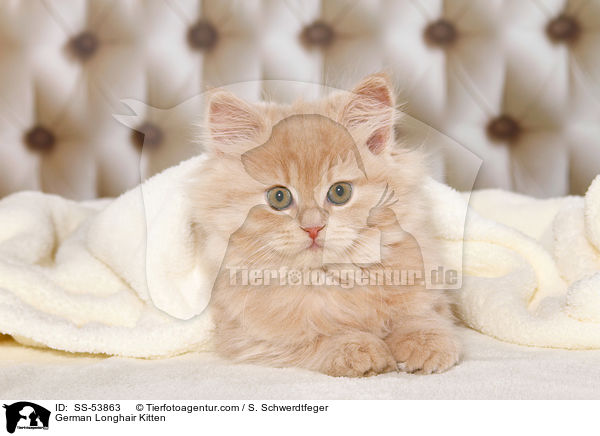 Deutsch Langhaar Ktzchen / German Longhair Kitten / SS-53863