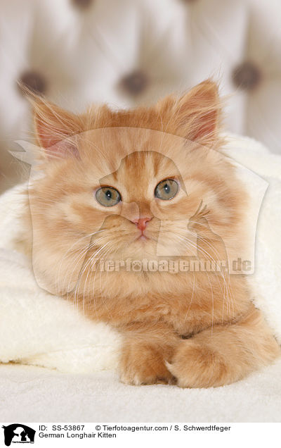 German Longhair Kitten / SS-53867