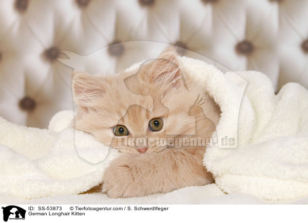 German Longhair Kitten / SS-53873