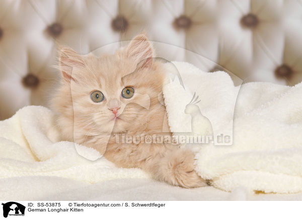 German Longhair Kitten / SS-53875