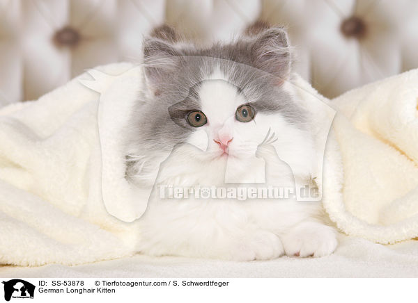 German Longhair Kitten / SS-53878