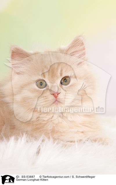 German Longhair Kitten / SS-53887