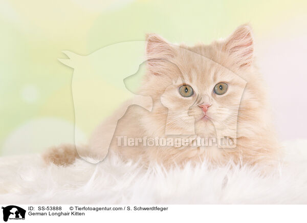 German Longhair Kitten / SS-53888