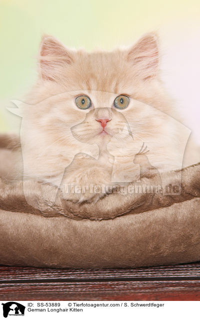 German Longhair Kitten / SS-53889