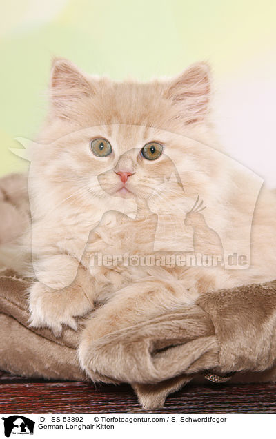 German Longhair Kitten / SS-53892