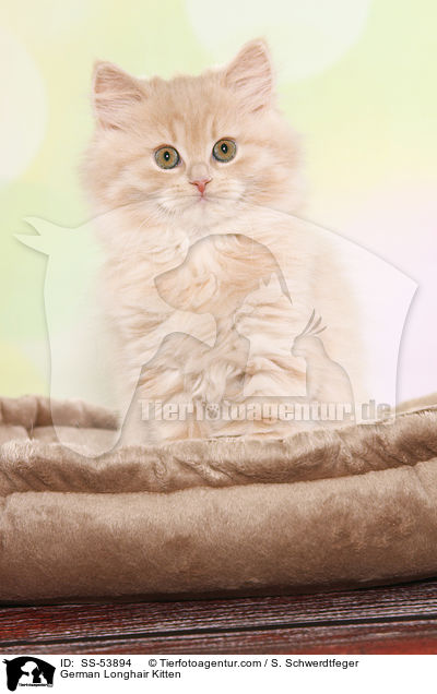 Deutsch Langhaar Ktzchen / German Longhair Kitten / SS-53894