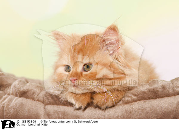 Deutsch Langhaar Ktzchen / German Longhair Kitten / SS-53899