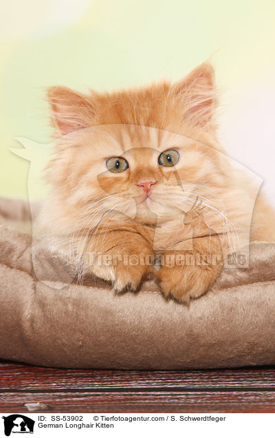 German Longhair Kitten / SS-53902