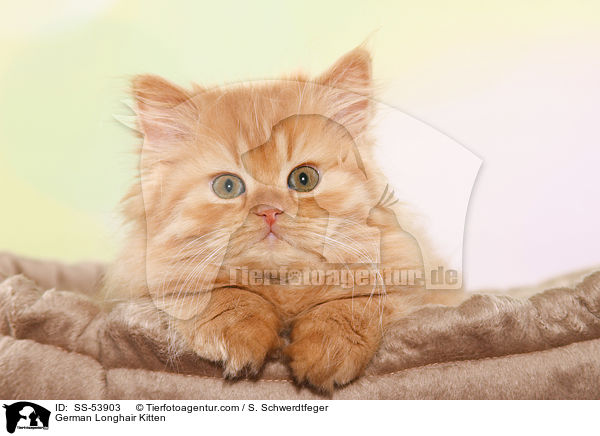 German Longhair Kitten / SS-53903