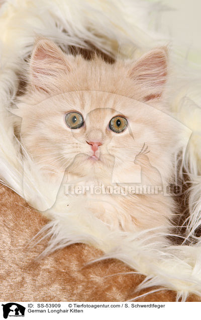 Deutsch Langhaar Ktzchen / German Longhair Kitten / SS-53909