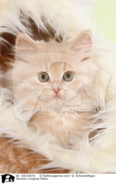 German Longhair Kitten / SS-53910