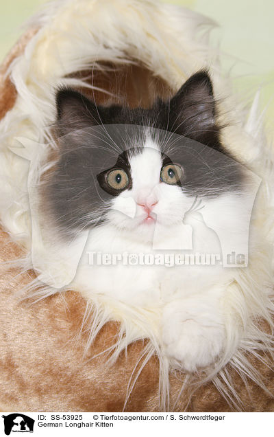 Deutsch Langhaar Ktzchen / German Longhair Kitten / SS-53925