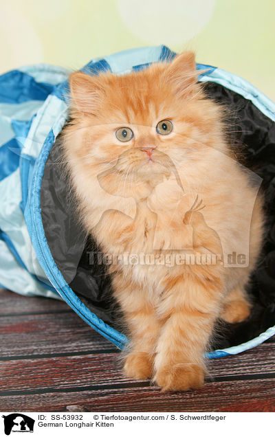 German Longhair Kitten / SS-53932