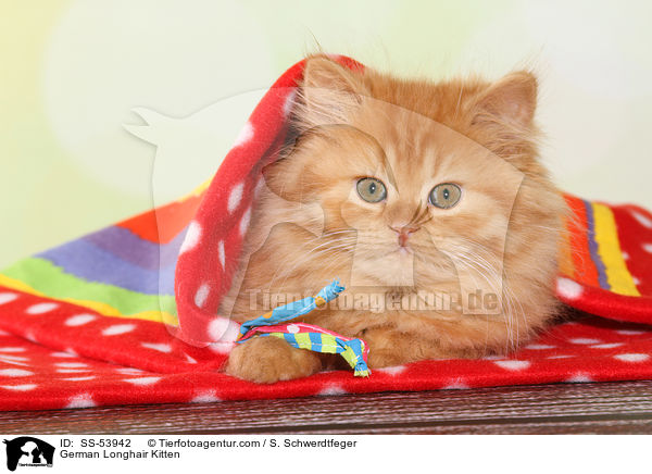 German Longhair Kitten / SS-53942